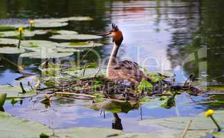 Haubentaucher auf dem See im Nest bei der Brut