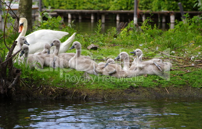 Schwanenfamilie mit Vater Mutter und Kindern