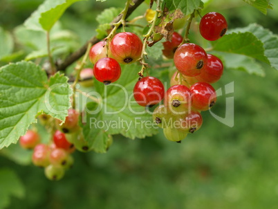 Rote Johannisbeeren / Ribes rubrum