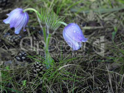 Spring purple Pulsatilla violacea flowers