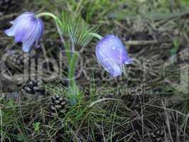 Spring purple Pulsatilla violacea flowers