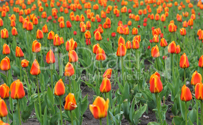 Beautiful red tulips field in spring time