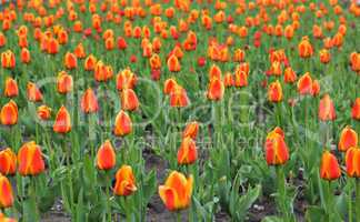 Beautiful red tulips field in spring time