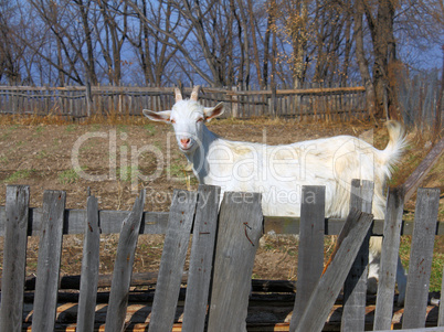 goat for a wooden fence