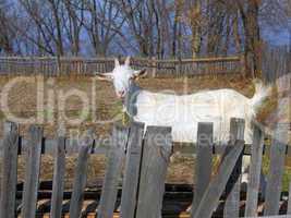 goat for a wooden fence
