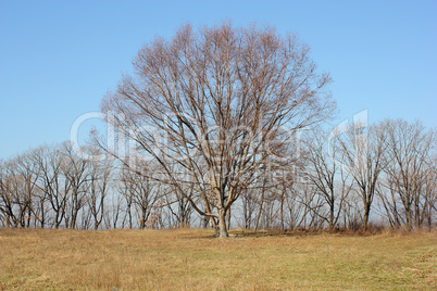 Oak tree in a field  devoid of leaves