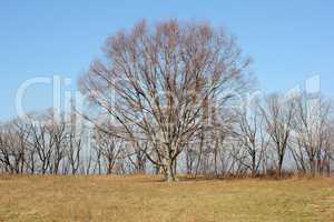 Oak tree in a field  devoid of leaves