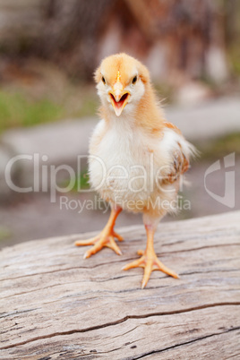 Small baby chicken outdoors