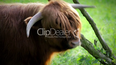 cattle irish highland kyole 1080p