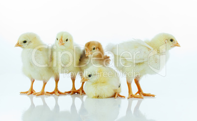 Five small baby chickens