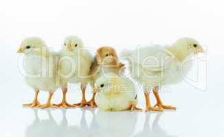 Five small baby chickens