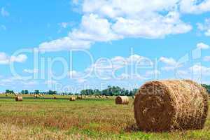 harvested bales of straw from the field