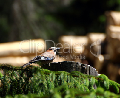 jay searching for food