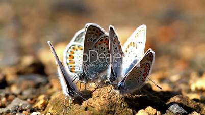 Many butterflies