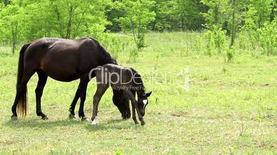 Horse family