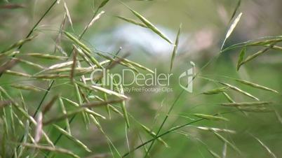 blades of grass hd