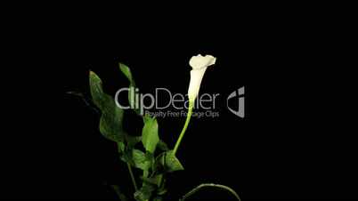 Blooming white calla on the black background (Calla Zantedeschia), time-lapse