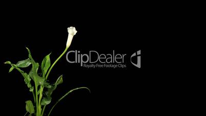 Blooming white calla on the black background (Calla Zantedeschia), time-lapse