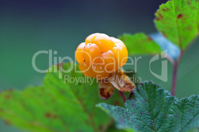 Cloudberry closeup in summer. Fresh wild fruit