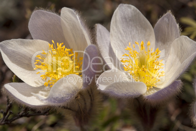 Pulsatilla Vernalis - Spring Pasqueflower