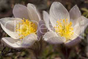 Pulsatilla Vernalis - Spring Pasqueflower