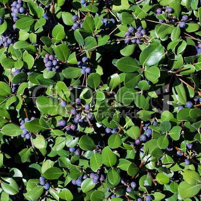 blueberries on a background of green leaves