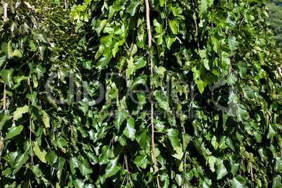 background of green leaves of the tree