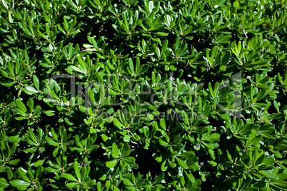 background of green leaves of the tree