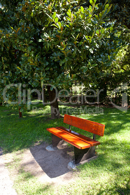 lonely bench in the park under the ficus