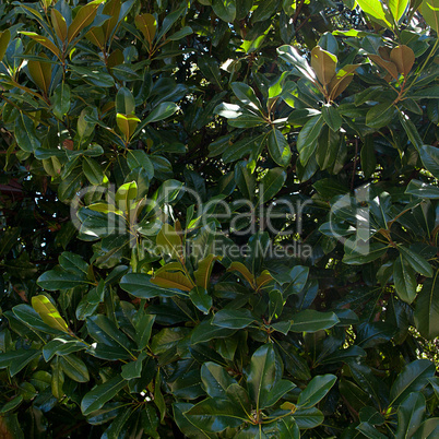 background of green leaves of ficus