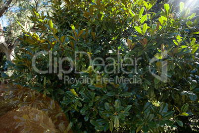 background of green leaves of ficus