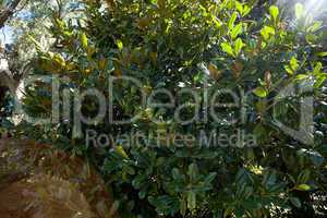 background of green leaves of ficus