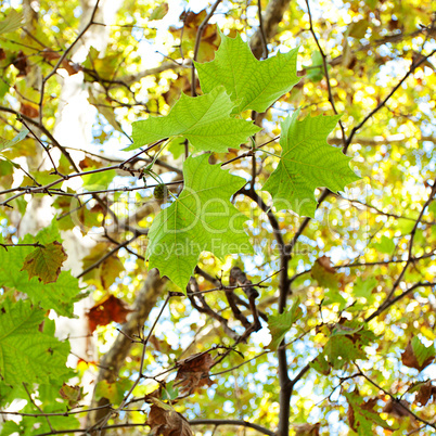 leaves of plane trees in the sunlight