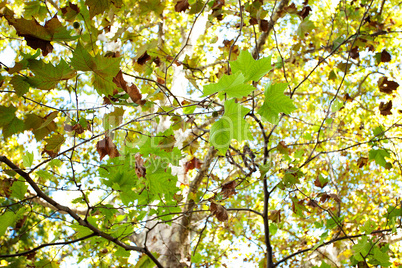 leaves of plane trees in the sunlight