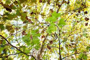 leaves of plane trees in the sunlight