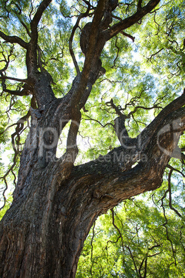 crown of the jakaranda tree in the sunlight