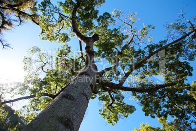 crown of the tree in the sunlight