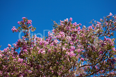 Sakura on the background of blue sky