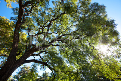 crown of the jakaranda tree in the sunlight