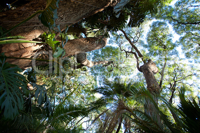 avenue of tropical trees and sun