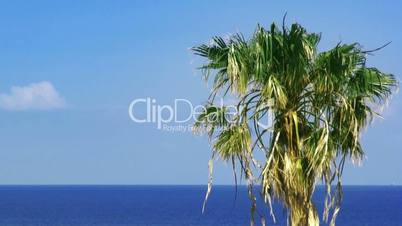 Palmtree and sea.