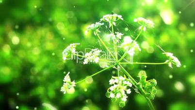 Flower on green folliage background with flying particles.