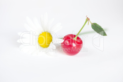 cherry and chamomile on white background