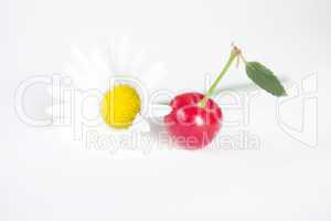 cherry and chamomile on white background