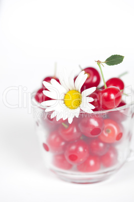 glass cup with cherries and chamomile