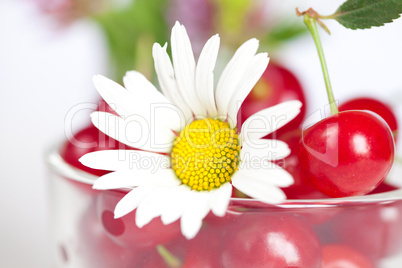 glass cup with cherries and chamomile