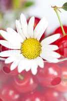 glass cup with cherries and chamomile