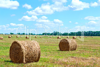 harvested bales of straw from the field