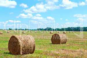harvested bales of straw from the field