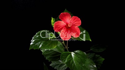 Blooming red Hibiscus on a black background (Hibiscus rosa-sinensis L.) (Time Lapse)